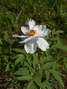 DSCN0350.JPG