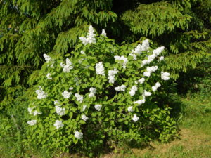 DSCN0175.JPG