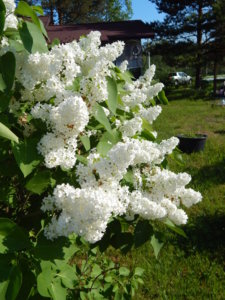 DSCN0184.JPG