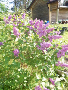 DSCN0225.JPG