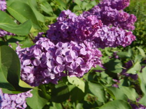 DSCN0227.JPG