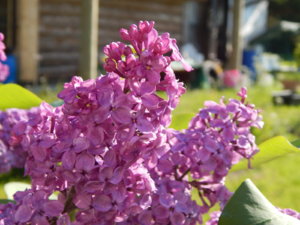 DSCN0229.JPG