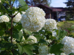 DSCN0174.JPG