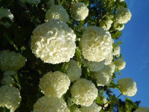 DSCN0189.JPG