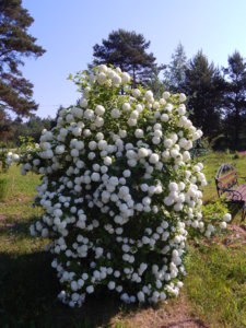 DSCN0342.JPG