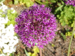 DSCN0195.JPG