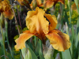 DSCN0158.JPG