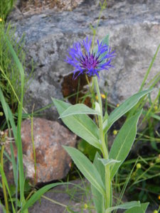 DSCN0139.JPG