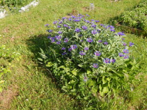 DSCN0165.JPG