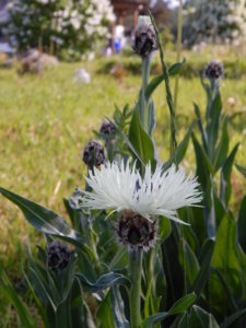 DSCN0169.JPG