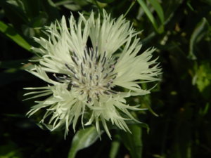 DSCN0343.JPG