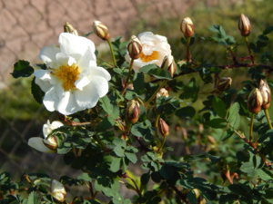 DSCN0323.JPG