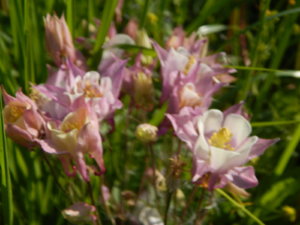DSCN0177.JPG