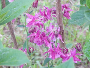 DSCN0246.JPG