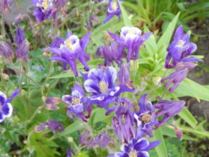 DSCN0288.JPG