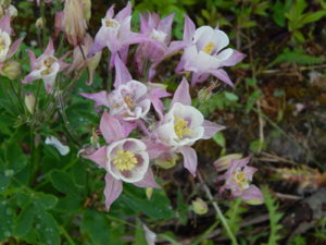 DSCN0289.JPG
