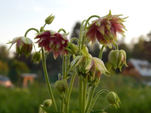 DSCN0272.JPG