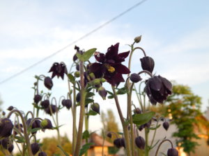DSCN0274.JPG