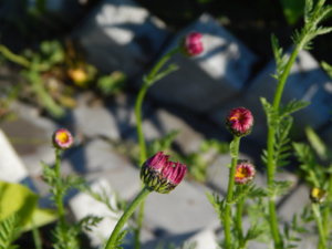DSCN0333.JPG