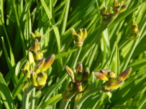 DSCN0334.JPG