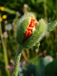 DSCN0179.JPG