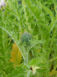 DSCN0279.JPG