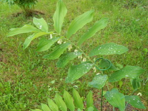 DSCN0247.JPG