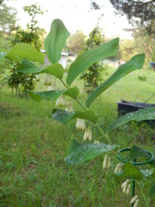 DSCN0248.JPG