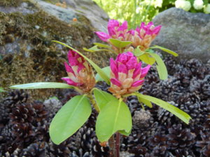 DSCN0215.JPG