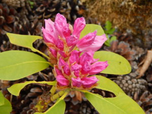 DSCN0241.JPG
