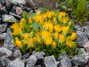 DSCN0275.JPG