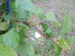 DSCN0255.JPG