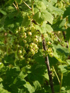 DSCN0325.JPG