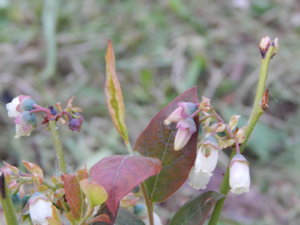 DSCN0010.JPG