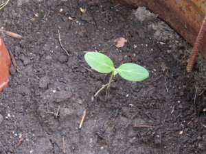 DSCN0250.JPG