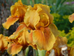 DSCN0157.JPG