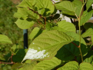 DSCN0210.JPG
