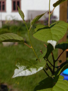 DSCN0211.JPG