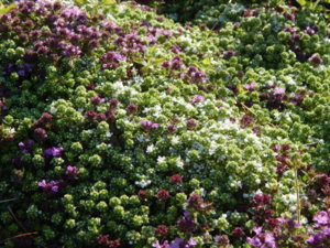 DSCN0328.JPG