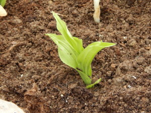 DSCN9838.JPG