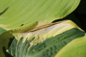 IMG_7387.JPG