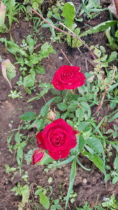 20190613_190740.jpg