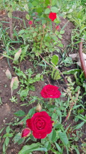 20190613_190735.jpg