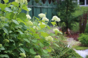 IMG_7562.JPG