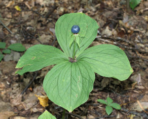 1200px-Paris_quadrifolia_2011_G1.jpg