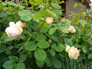 IMG_20190615_125129.jpg