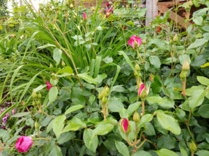 IMG_20190615_125149.jpg