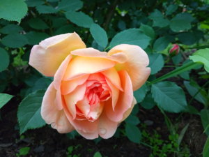 IMG_20190615_125226.jpg