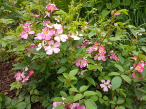 IMG_20190615_125938.jpg
