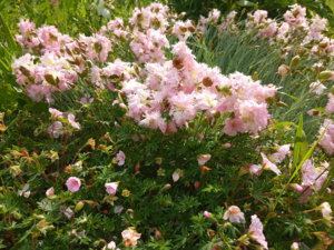IMG_20190614_093756.jpg